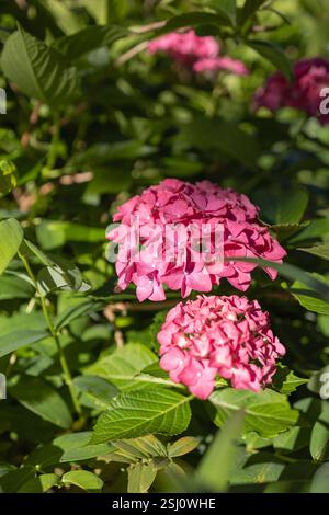 Bilder von Japan - Hortensie, die Ajisai-Blume in voller Blüte Stockfoto