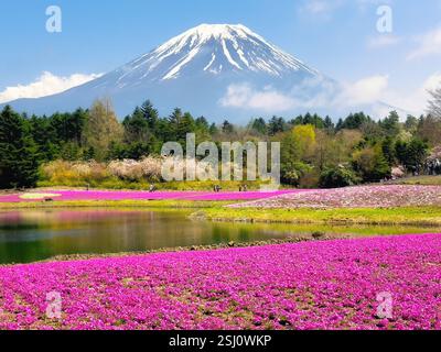 Shibazakura Festival im Frühling. Felder aus rosa Moos vor dem Mt. Fuji, Japan. Stockfoto