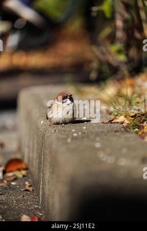 Ein kleiner Spatzen wärmt sich in der Sonne am Rande einer Betonkante vor einem Hintergrund herbstlicher Farben. Wenn man nach oben blickt, ruht man sich friedlich aus. Stockfoto