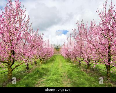 Rosa Pfirsichblüten im Frühling. Pfirsichblüten auf Prunus persica Bäumen, Pfirsichplantage. Stockfoto