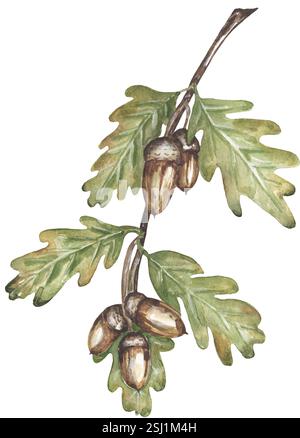 Aquarell botanische Eichelzweig Illustration, grafisches handgezeichnetes Flora Element Stockfoto
