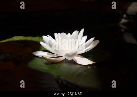 Weiße Seerose (Nymphaea alba), die im Sonnenlicht leuchtet und auf einem dunklen Teich schwimmt. Stockfoto