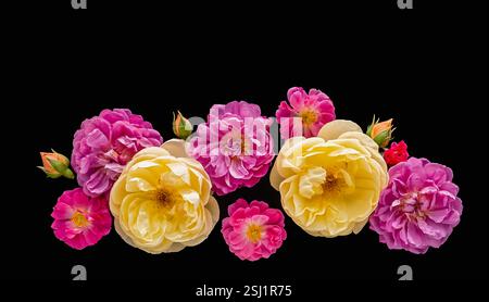 Schöne Komposition aus rosa und gelben Rosen in voller Blüte auf schwarzem Hintergrund. Nahaufnahme. Kopierbereich. Vertikaler Freischnitt. Stockfoto
