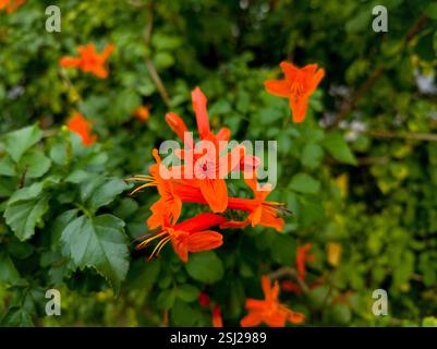 Tecomaria capensis, die Kapgeißblatt Stockfoto