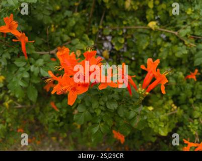 Tecomaria capensis, die Kapgeißblatt Stockfoto