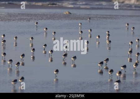Große Schar wunderschöner kleiner Sanderlinge, die bei Ebbe auf dem nassen Sand von einem nordportugiesischen Strand laufen und Reflexionen sehen. Stockfoto