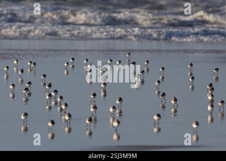 Große Schar wunderschöner kleiner Sanderlinge, die bei Ebbe auf dem nassen Sand von einem nordportugiesischen Strand laufen und Reflexionen sehen. Stockfoto