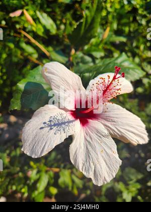 Weiße und rote Schueblack-Pflanze, Hibiskus mit grünem Hintergrund Stockfoto