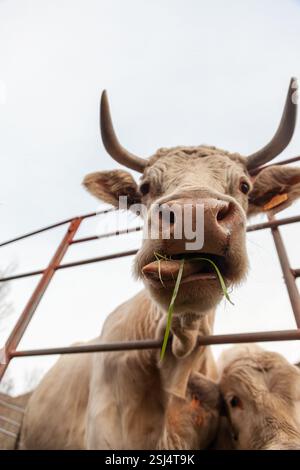 Weiße Charolais-Kuh, die Gras in einer friedlichen Landschaft isst. Stockfoto