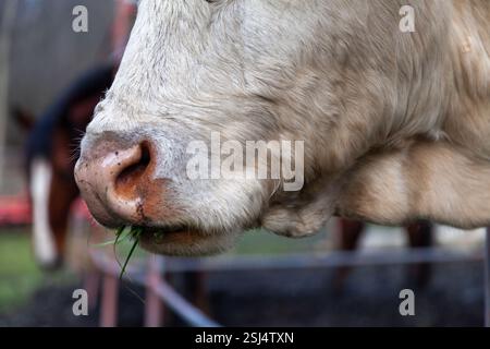 Nahaufnahme einer weißen Charolais-Kuhmündung in einer ländlichen Viehzucht. Stockfoto