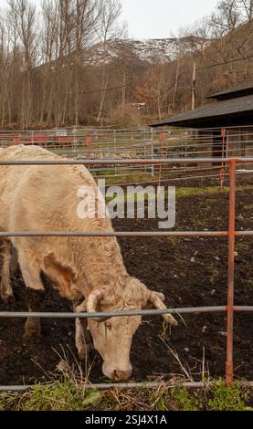 Eine starke Charolais-Kuh, die in der Dämmerung auf einem sonnendurchfluteten Feld steht. Stockfoto