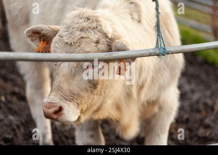 Ein junges Charolais-Kalb mit gelbem Ohr steht auf einer friedlichen Weide, umgeben von frischem Gras und Natur. Stockfoto