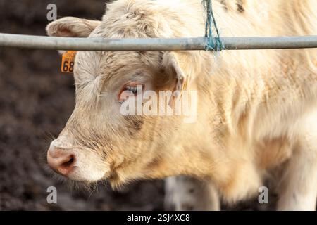 Ein neu gekennzeichnetes Charolais-Kalb in einem ländlichen Bauernhof, das nachhaltige Viehzucht repräsentiert. Stockfoto