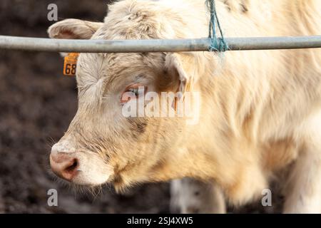 Eine Baby-Charolais-Kuh mit offiziellem Ohrschild, die auf frischer Weide steht. Stockfoto