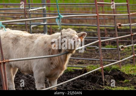 Verspieltes Charolais-Kalb, das seinen Kopf durch einen Korral im Bauernhof sticht. Stockfoto