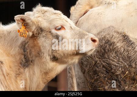 Ein kurioses junges Charolais-Kalb mit einem Identifikationsetikett im Ohr beim Blick in die Kamera. Stockfoto