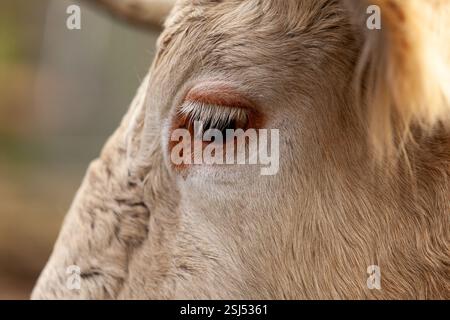 Hochauflösende Aufnahme des Auges einer Charolais-Kuh, die das Wesen des Lebens auf dem Bauernhof festhält. Stockfoto