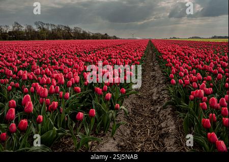 Riesige Reihen roter Tulpen erstrecken sich bis zum Horizont, beleuchtet von goldenen Sonnenstrahlen, die durch einen dramatischen Himmel dringen. Eine atemberaubende Mischung aus Farbe, Licht, A Stockfoto