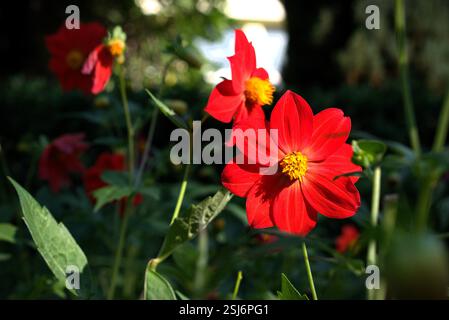 Rote Dahlienblüten in Blüte mit grünem Hintergrund. Rote Blume mit gelber Mitte. Stockfoto