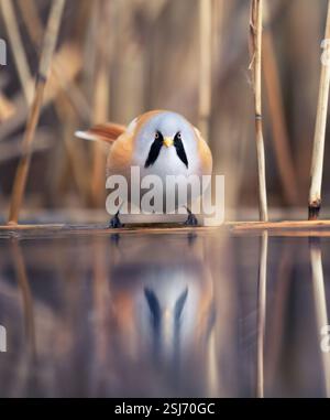 Wunderschöne Naturszene mit sehr nettem bärtigen Papageienbarsch Panurus, das beste Foto. Stockfoto