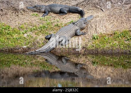 Florida Alligatoren sonnen sich am Flussufer in Florida Stockfoto