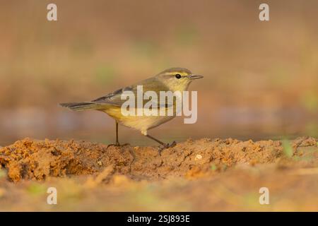 Gewöhnlicher Chiffchaff, oder einfach der Chiffchaff, (Phylloscopus collybita), der auf der Suche nach Nahrung am Boden ist, fotografiert im November in Israel Stockfoto