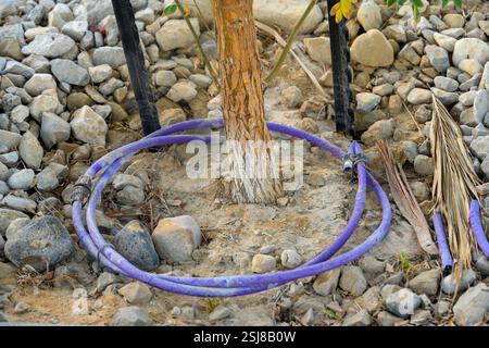 Wüstenbewässerung die Verwendung eines Tropfbewässerungssystems zur Kontrolle der Wasserversorgung an der erforderlichen Stelle und Menge, die am toten Südosten fotografiert wurden Stockfoto