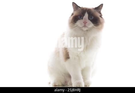 Blauäugige Ragdoll-Katze, isoliert auf weißem Hintergrund. Stockfoto