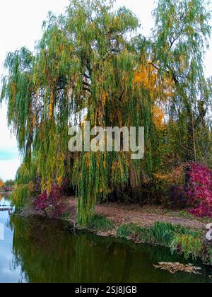 Weiden mit kaskadierenden Blättern zeigen lebhafte Herbsttöne an einem ruhigen Teich. Das umgebende Laub spiegelt sich auf der Wasseroberfläche und schafft so eine friedliche nat Stockfoto