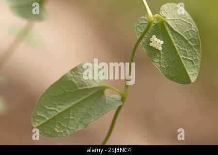 Eier von Archon apollinus, der falsche Apollo-Schmetterling, der auf der Unterseite eines Blattes lag, das im März in Israel fotografiert wurde. Stockfoto
