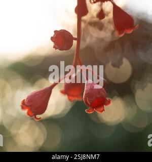 Brachychiton acerifolius ist ein großer Baum der Familie Malvaceae, der in tropischen und subtropischen Regionen an der Ostküste Australiens endemisch ist. Es ist berühmt Stockfoto