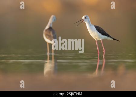 Schwarz - geflügelte Stelzenläufer (Himantopus himantopus) Fütterung von Wasser. Der schwarze geflügelte Stelzenläufer ist eine weit verbreitete sehr Hochbeinig wader in der säbelschnäbler und s Stockfoto