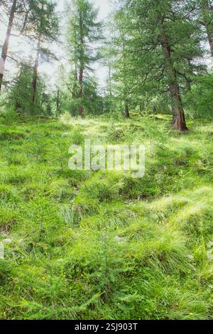 Ein üppiger Alpenwald in Samnaun, Schweiz, mit Sonnenlicht, das durch hohe Bäume und leuchtend grünes Unterholz filtert. Stockfoto