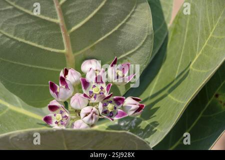 Calotropis procera ist eine blühende Pflanzenart in der Familie Apocynacene die reifen Samen werden durch Wind verteilt. Die grünen Früchte enthalten einen giftigen Mi Stockfoto