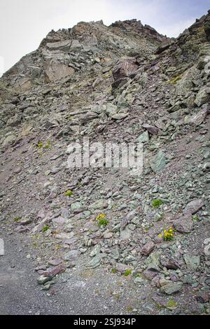 Lebendige Wildblumen blühen im Sommer zwischen Felsen in den Alpen und unterstreichen die zerklüftete, aber farbenfrohe Berglandschaft. Stockfoto