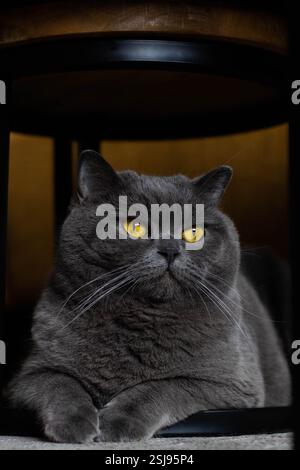 Britische Kurzhaarkatze unter dem Tisch Stockfoto