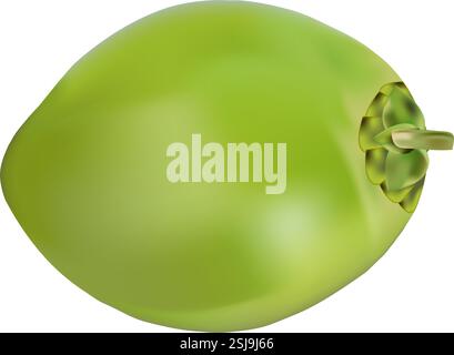 Frucht-Illustration von grüner Kokosnuss oder (Cocos nucifera) Zeichentrickfilm Aquarellillustration auf weißem Hintergrund Stock Vektor