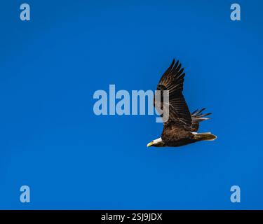 Weißkopfseeadler im Flug mit blauem Hintergrund Stockfoto