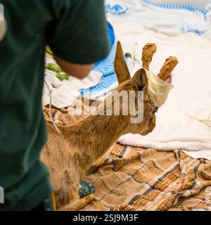 Behandlung einer verletzten weiblichen Berggazelle (Gazella gazella). Dieses Exemplar wurde mit gebrochenen Hörnern aufgenommen, nachdem es mit Hilfe eines Autos kollidiert hatte Stockfoto