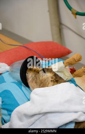 Behandlung einer verletzten weiblichen Berggazelle (Gazella gazella). Dieses Exemplar wurde mit gebrochenen Hörnern aufgenommen, nachdem es mit Hilfe eines Autos kollidiert hatte Stockfoto