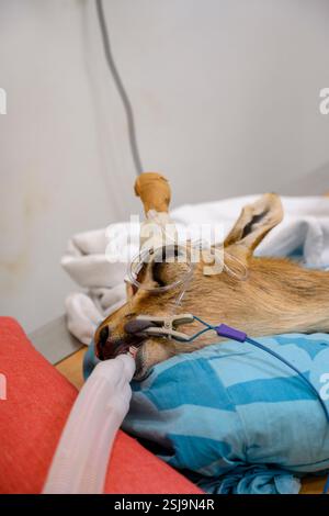 Anästhesisierte verletzte weibliche Berggazelle (Gazella gazella). Auf dem Röntgentisch wurde dieses Exemplar mit gebrochenen Hörnern aufgenommen, nachdem es mit kollidiert hatte Stockfoto