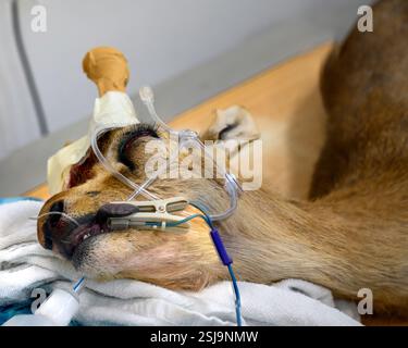 Anästhesisierte verletzte weibliche Berggazelle (Gazella gazella). Auf dem Röntgentisch wurde dieses Exemplar mit gebrochenen Hörnern aufgenommen, nachdem es mit kollidiert hatte Stockfoto