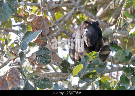 Schwarzer Brüller (Alouatta caraya, männlich) aus Pantanal, Brasilien. Stockfoto
