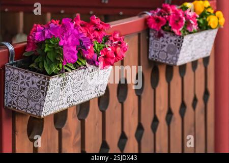 Schöne helle Petunie Blumen in Töpfen draußen. Blumentopf im Freien hängt an einem Holzzaun im Garten, auf der Terrasse oder auf der Terrasse. Dekorative Blumen im Fluss Stockfoto