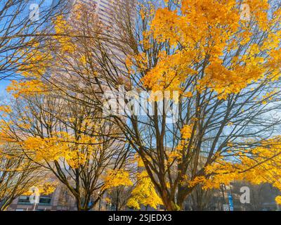Das Bild zeigt eine lebhafte Herbstszene mit mehreren Bäumen, die mit hellgelbem Laub verziert sind, vor dem Hintergrund eines modernen Stadtgebäudes. Stockfoto