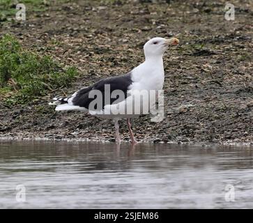 Eine große Schwarzmöwe (Larus marinus) in Slimbridge Gloucestershire, Großbritannien Stockfoto