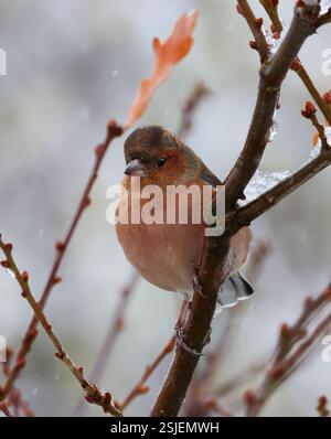 A Male Chaffinch Fringilla coelebs) im Winter in Winchcombe Gloucestershire UK Stockfoto