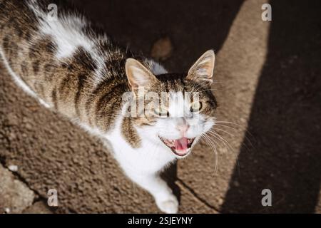 Katze Wütend Furious Stockfoto