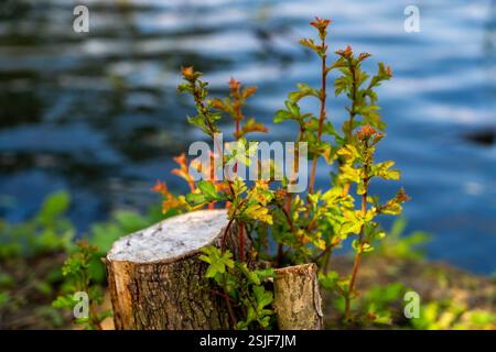 Neues Leben aus einem Baumstamm an einem ruhigen Seeufer Stockfoto