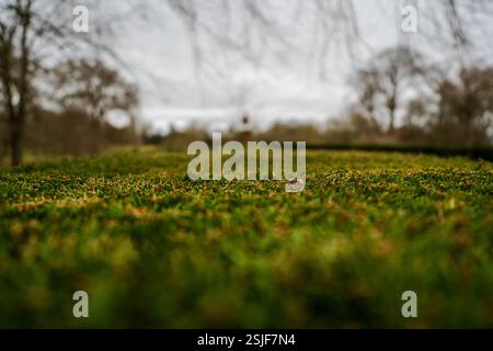 Die Oberseite einer üppigen grünen Hecke mit weichem Fokus Hintergrund Stockfoto